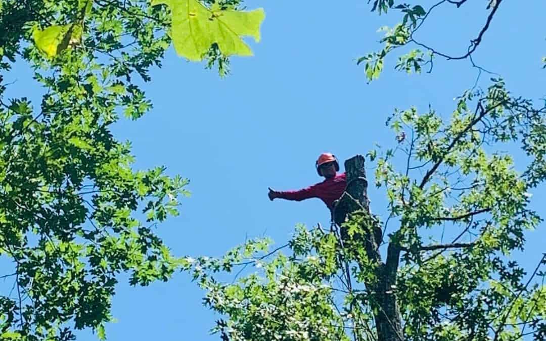 10 Benefits of Hiring a Professional Tree Removal Service