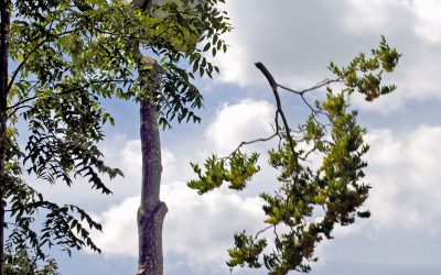 Prominent Advantages of Employing a Tree Removal Service