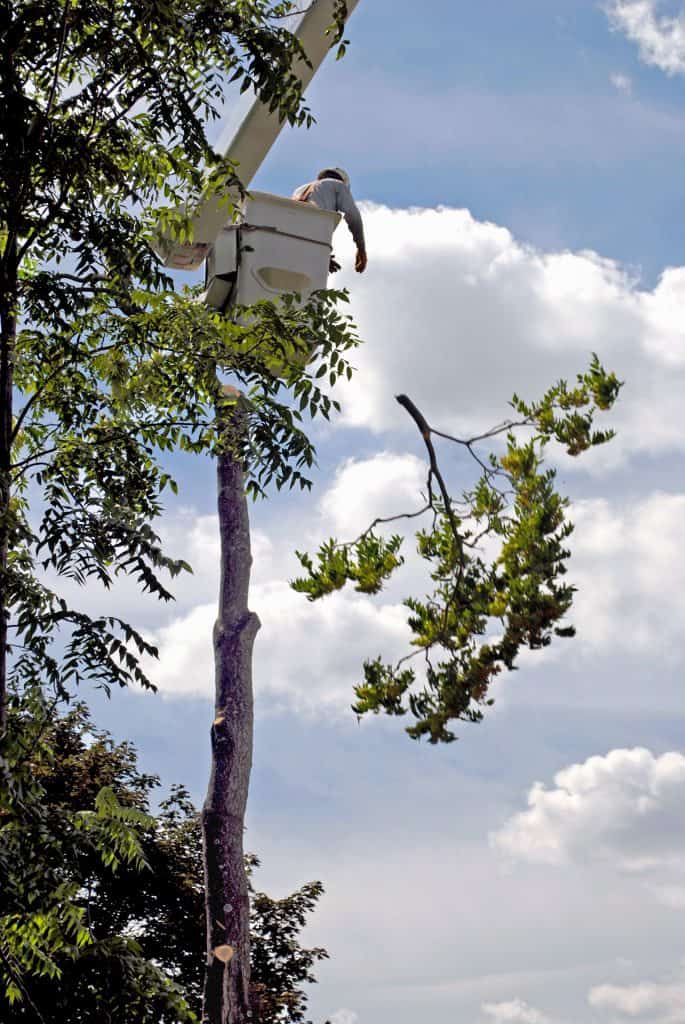 Tree Trimming Chattanooga