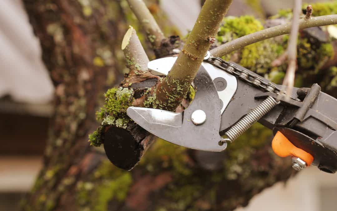 Benefits of hiring a tree service company