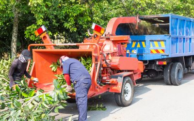 All About Tree Trimming And Tools