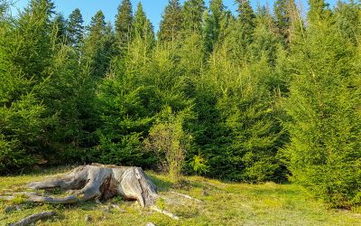 The Arborist Chattanooga, LLC – Is a Good Choice for Tree Removal
