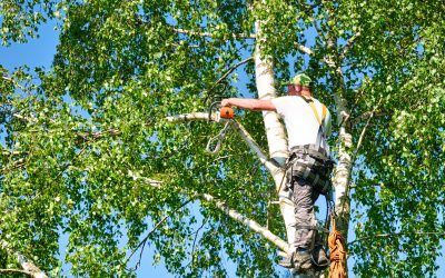 Discovering an Affordable Tree Service Specialist