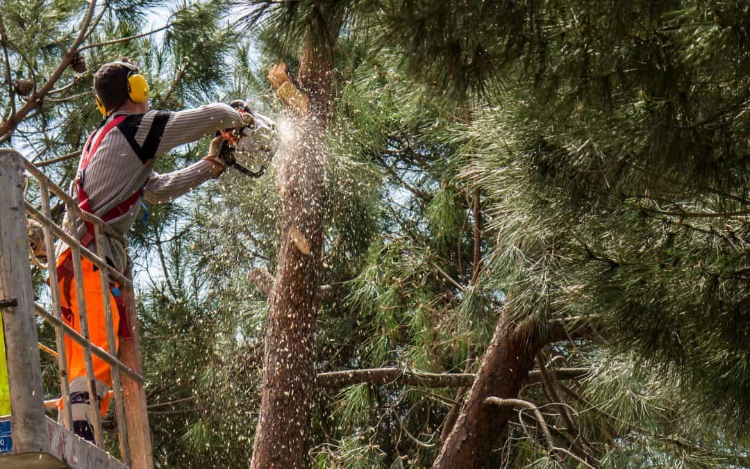 Are You Safe and Secure While Your Trees Get Trimmed?