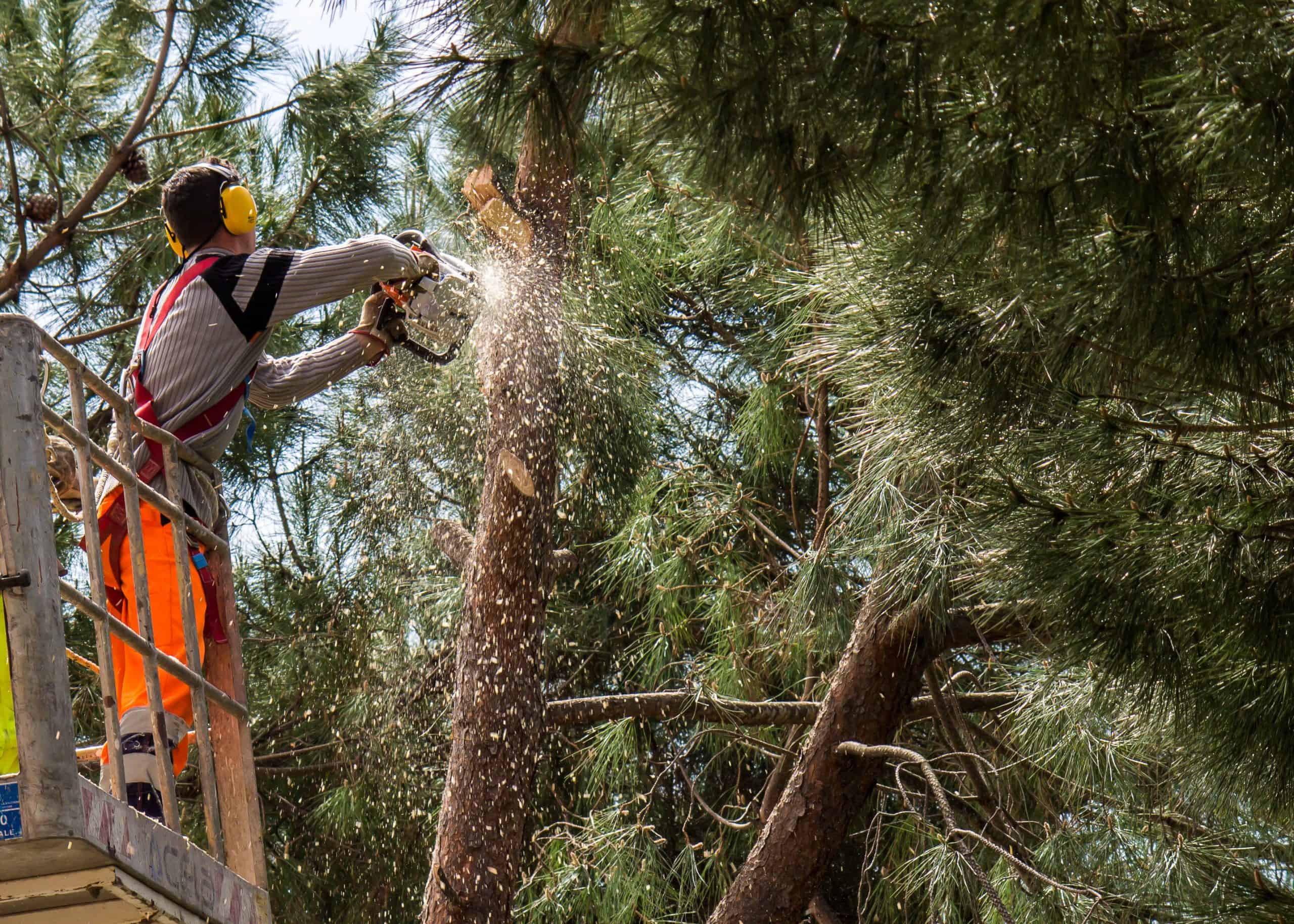Tree Trimming Chattanooga