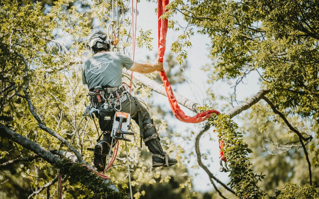 Tree Service Experts in Chattanooga TN