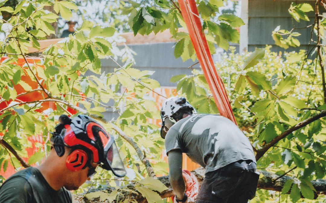 Exactly how To Choose The Best Tree Removal Service