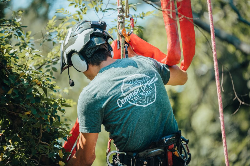 Tree Trimming Chattanooga