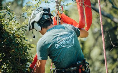 Tree Removal For The Protection Of Your Home