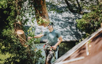 Top Tools for Tree Trimming