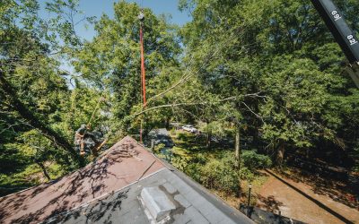 Are You Safe and Secure While Your Trees Get Trimmed?