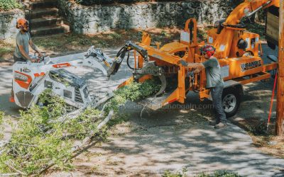 Tree Pruning And Trimming Services For The Best Results