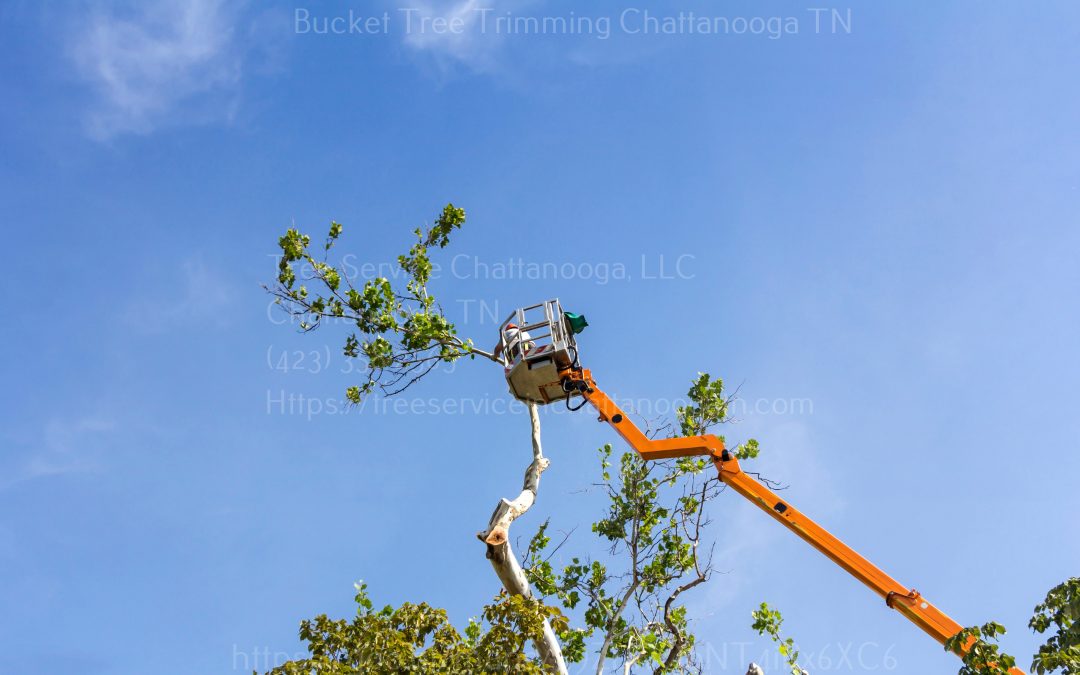 Common Tree Trimming Mistakes To Avoid
