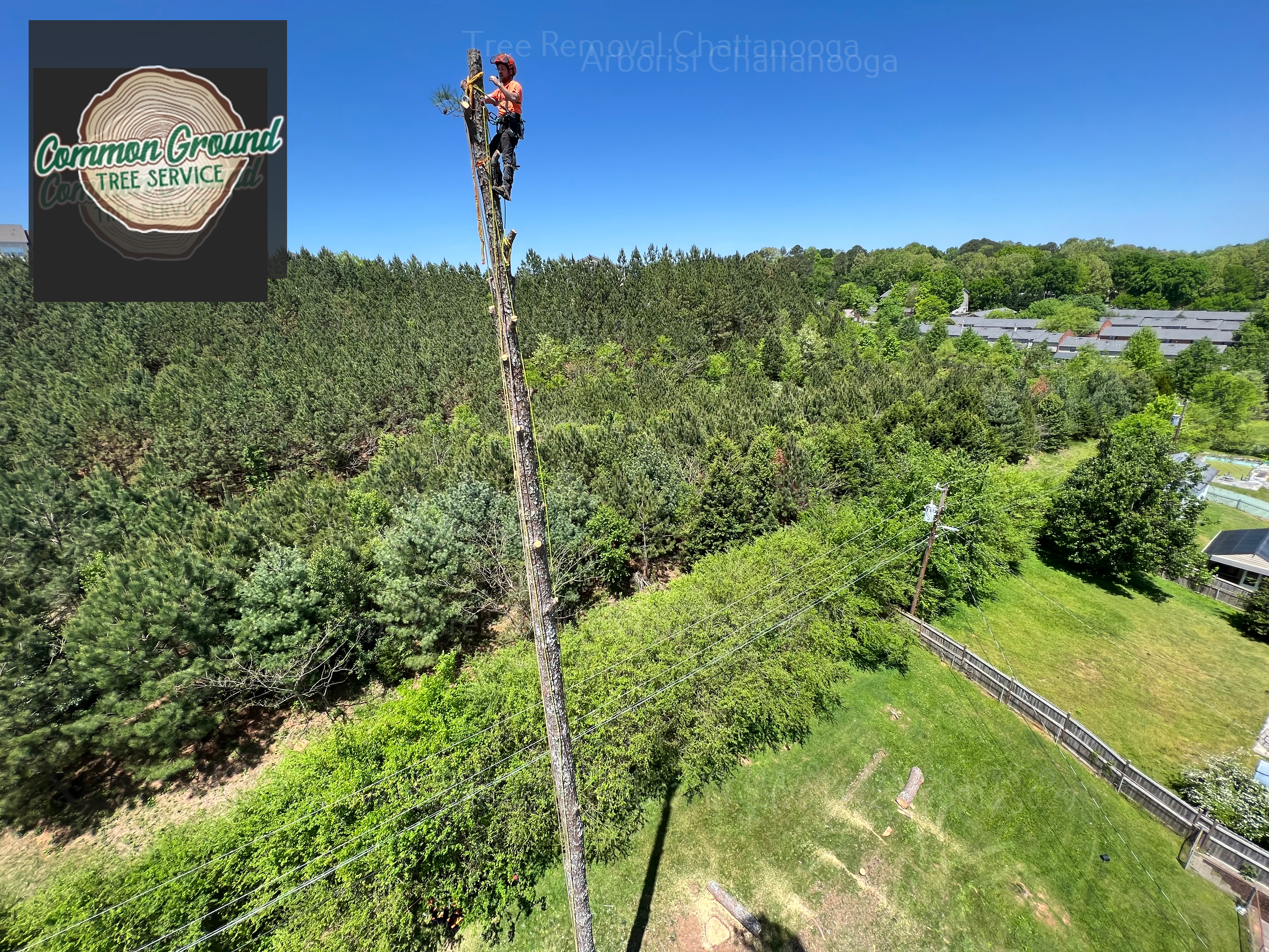 Arborist Chattanooga