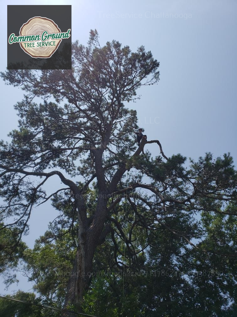 Chattanooga tree service
