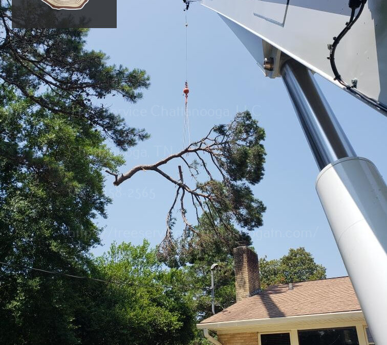 Professional Tree Trimming Services in Chattanooga