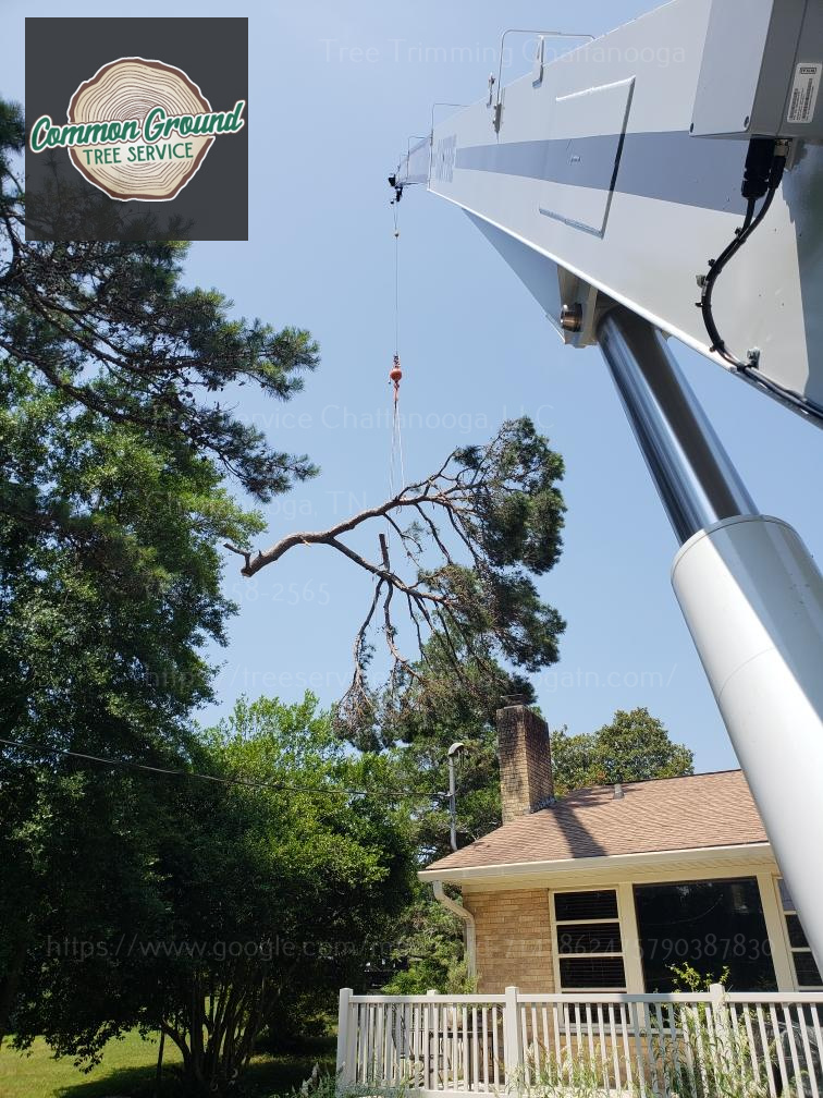 Tree Trimming Chattanooga