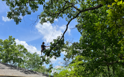 Understanding Tree Anatomy And The Role Of An Arborist