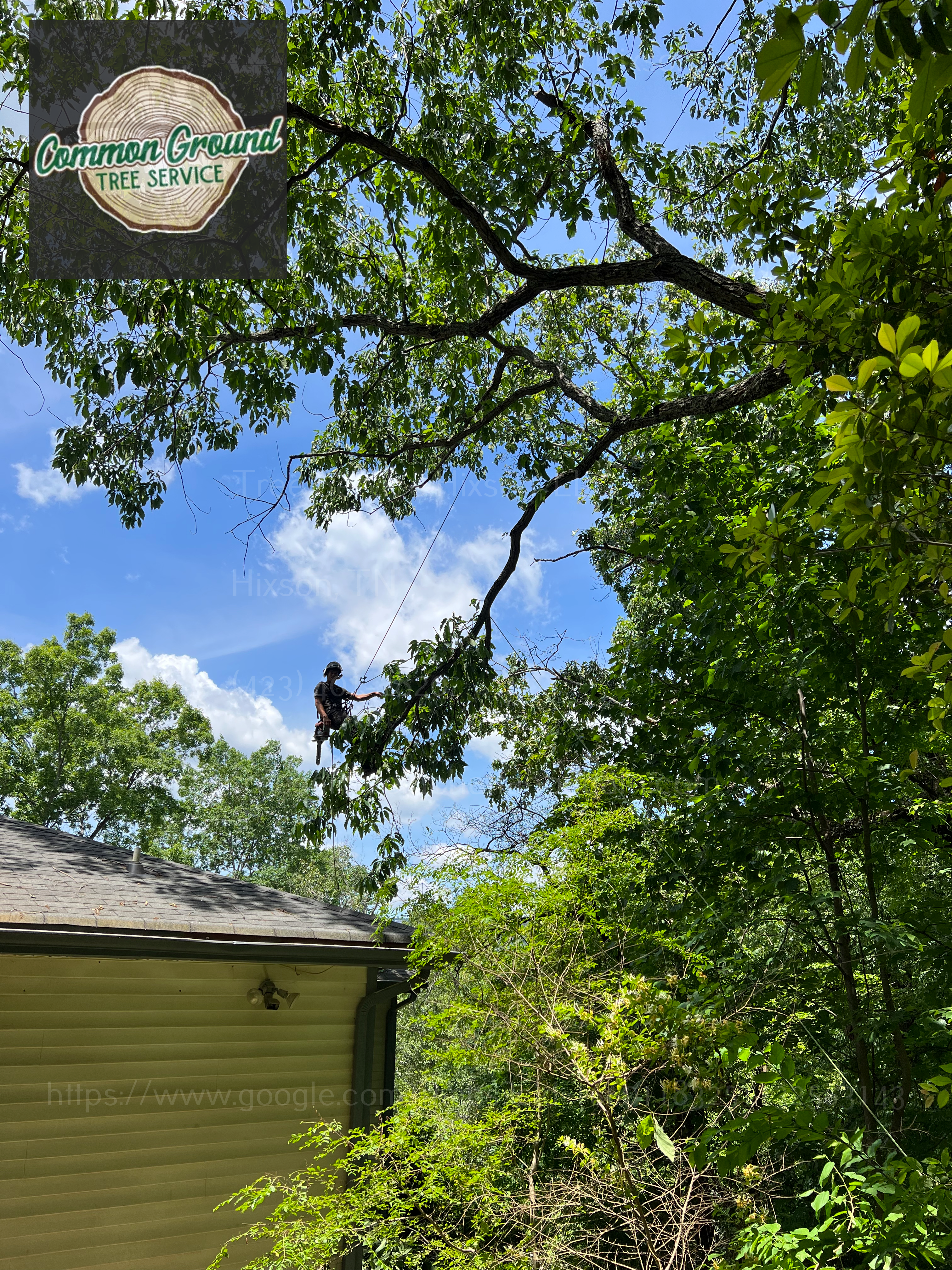 Arborist Chattanooga