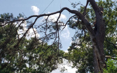 How To Choose The Right Tree Removal Service