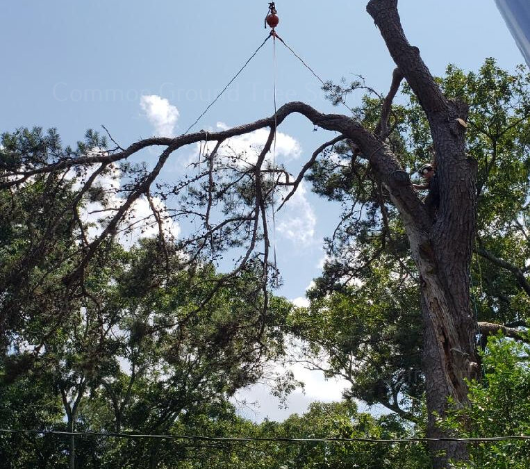 How To Choose The Right Tree Removal Service