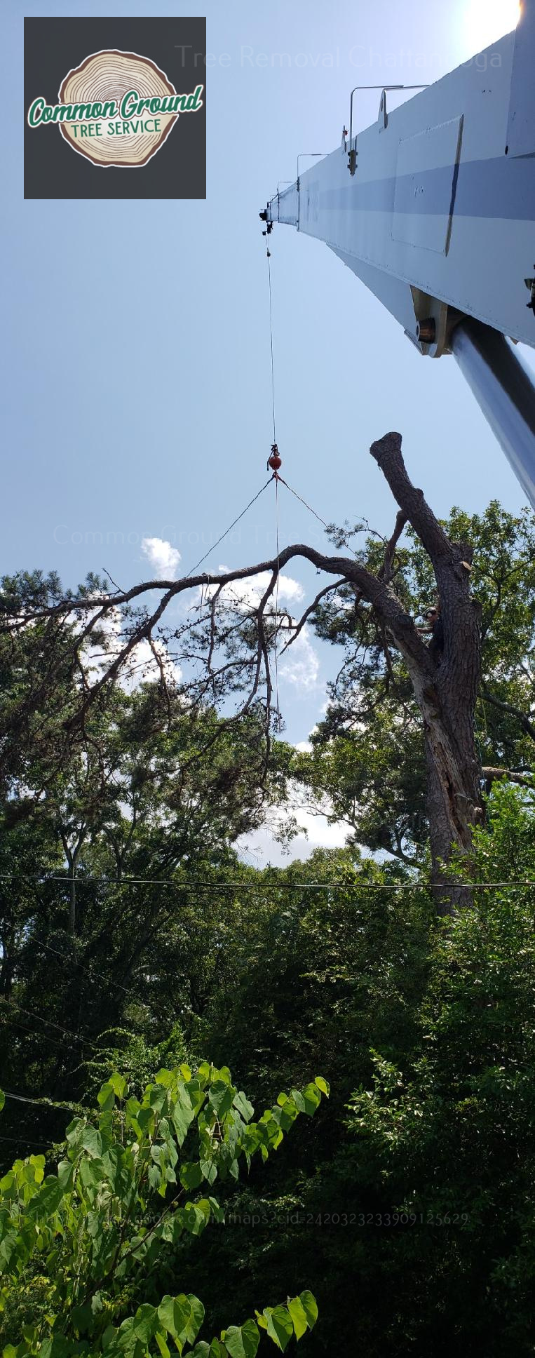 Tree removal service
