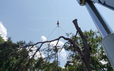 Tips For Keeping Your Trees Healthy And Avoiding Removal