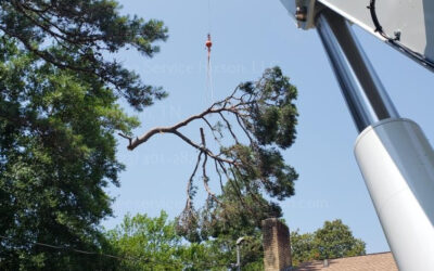 How To Tell When It’s Time To Trim Your Trees In Hixson