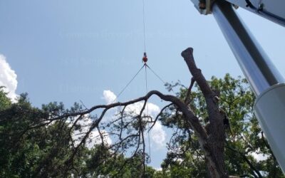 How Does Regular Monitoring Affect the Maintenance Needs of Different Tree Species