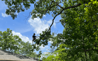 Tree Maintenance Innovations: Latest Techniques for Healthier Trees in Chattanooga