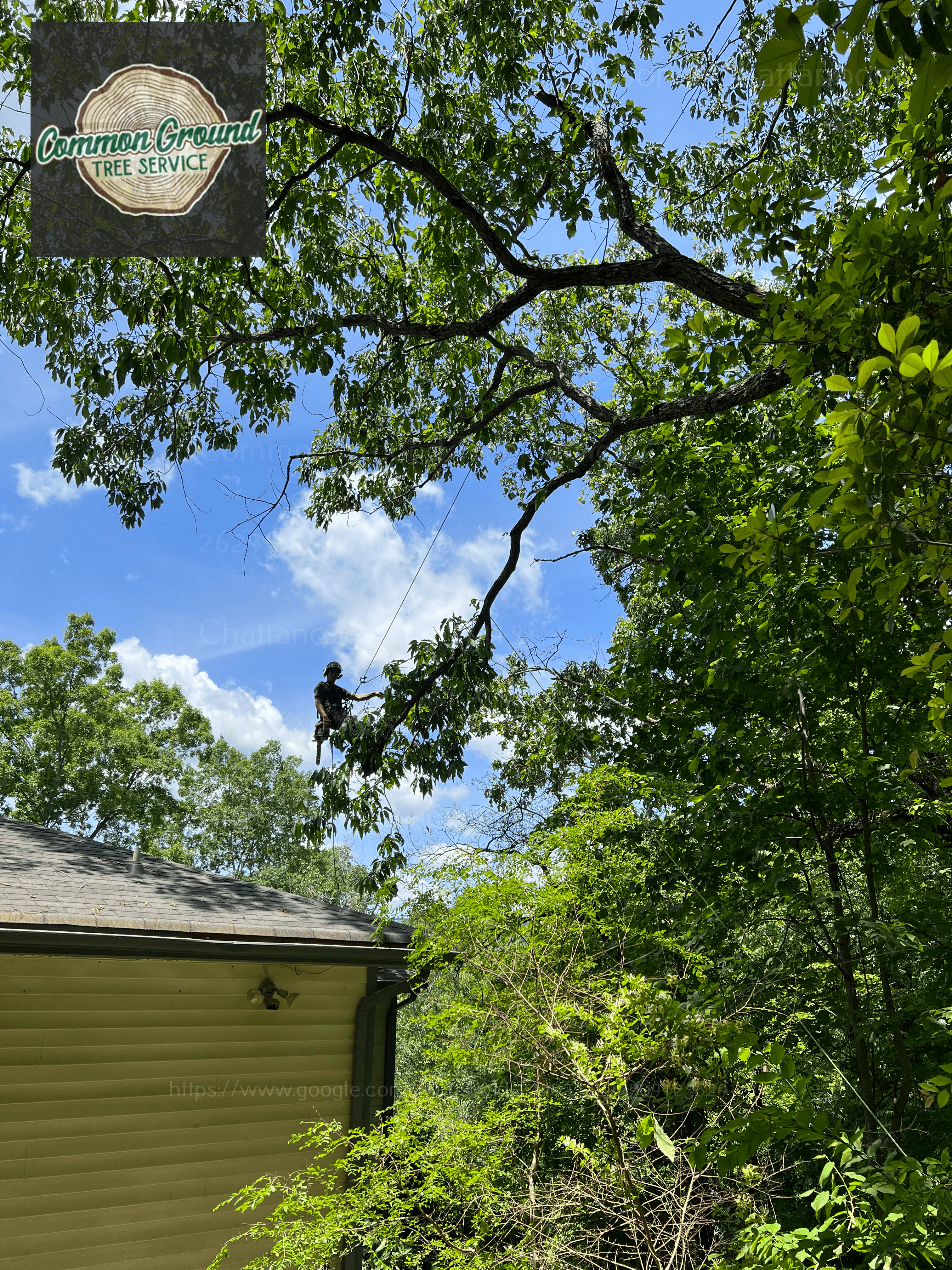 Chattanooga Tree Service