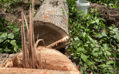 How To Save Money On Stump Grinding