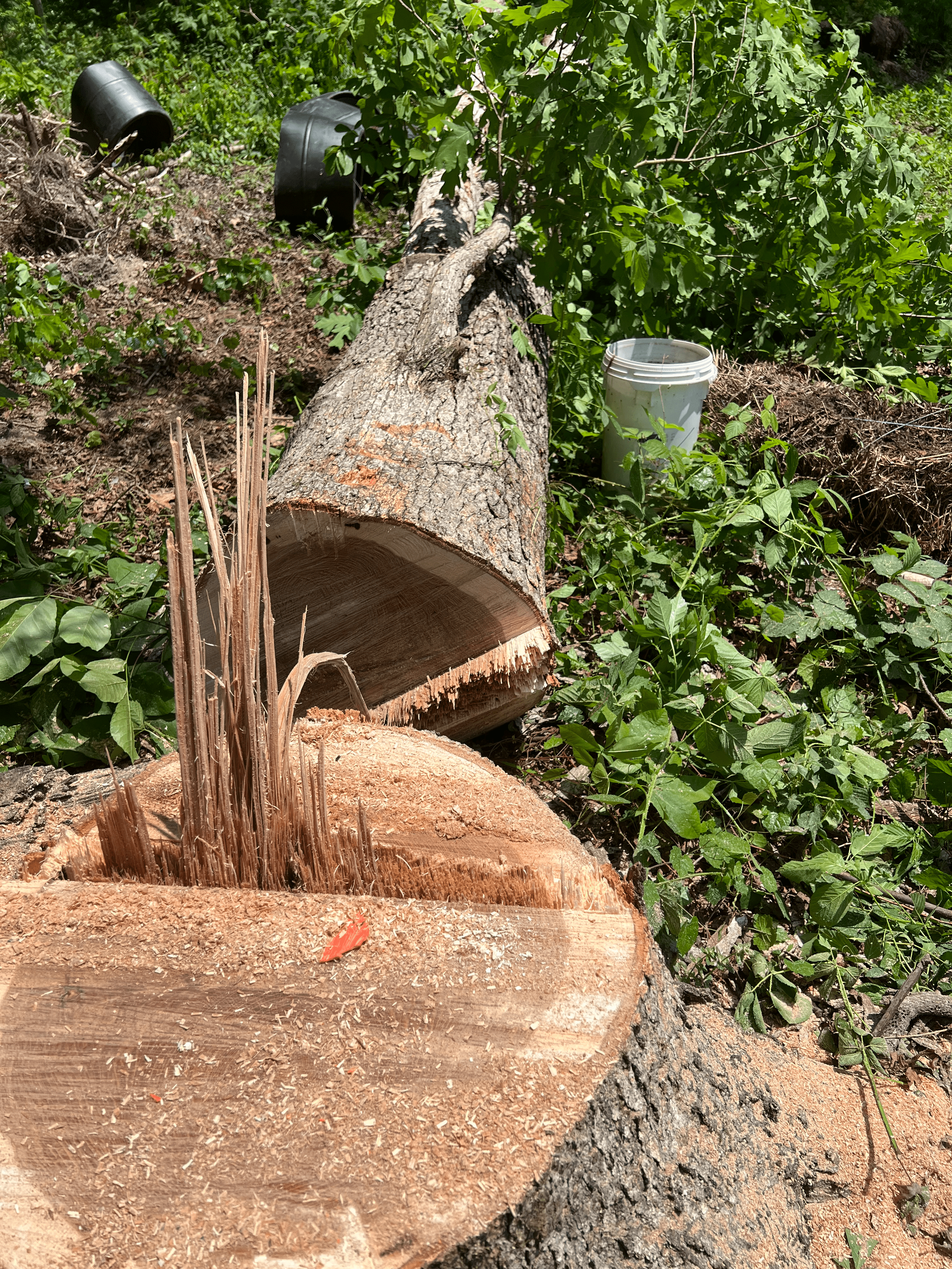 Stump Grinding Hixson TN