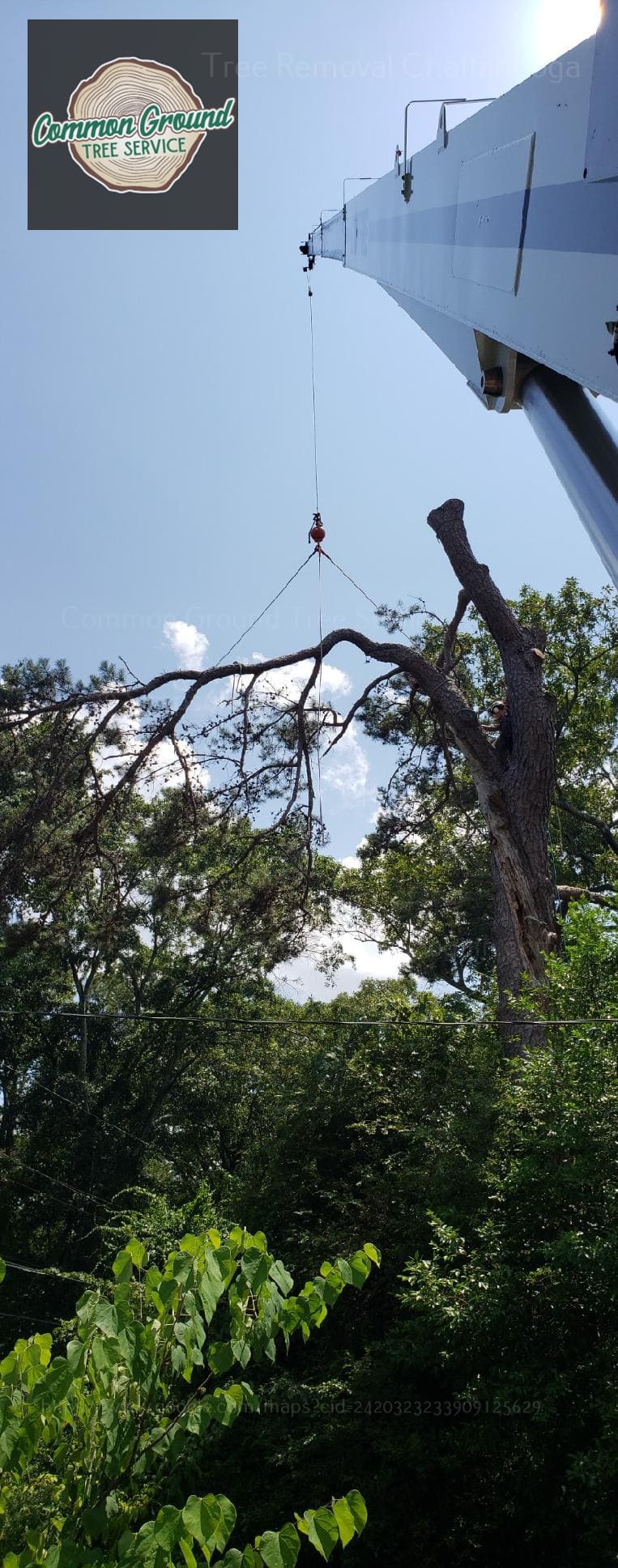 Tree Removal Chattanooga