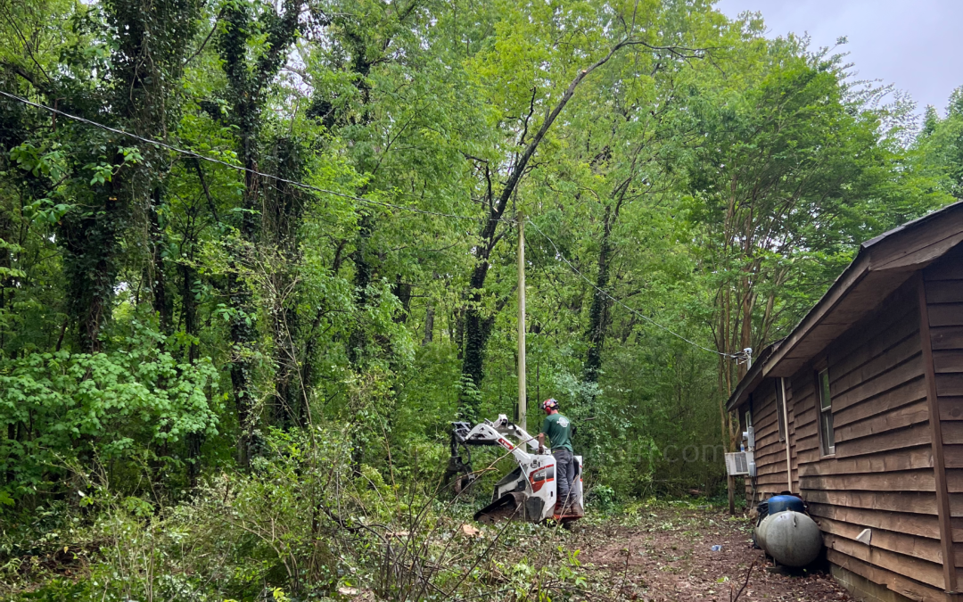 How to Diagnose and Treat Common Tree Diseases in Regular Tree Maintenance in Hixson TN