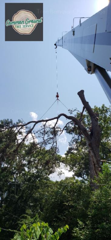 Tree Removal Chattanooga