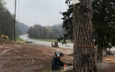 What Equipment is Necessary for the Removal of Exceptionally Large Trees