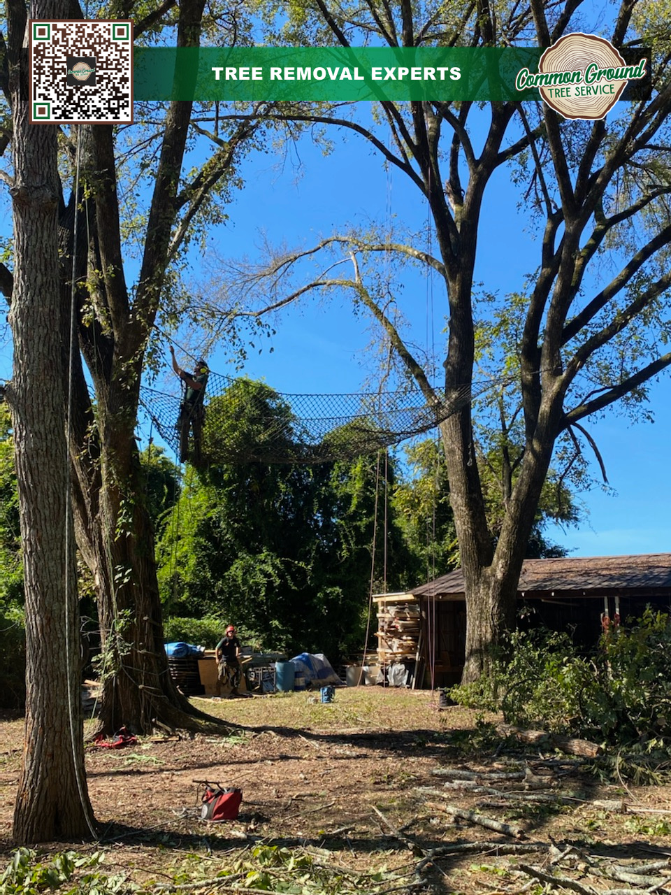 Tree Removal